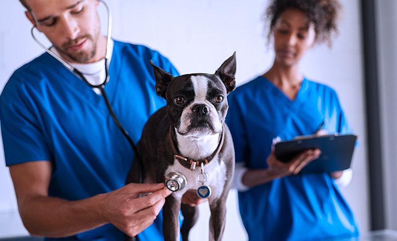 Detrazione delle spese veterinarie